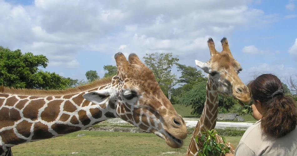 Why Kuwait Should Be on Your Next Holiday List